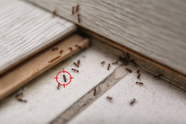 Best Pest Prevention Services  in Watervliet, MI